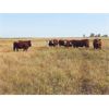 Image 3 : Coyote Tree Ranch - 15 RWF Heifers (Pen 211-215)