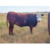 Image 6 : Coyote Tree Ranch - 15 RWF Heifers (Pen 211-215)