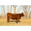 Image 2 : Henrickson Ranching - 11 Red Heifers (Pen 529-531)