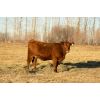 Image 5 : Henrickson Ranching - 11 Red Heifers (Pen 529-531)