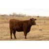 Image 6 : Henrickson Ranching - 11 Red Heifers (Pen 529-531)