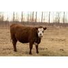 Image 8 : Henrickson Ranching - 11 Red Heifers (Pen 529-531)