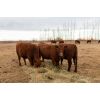 Image 4 : Henrickson Ranching - 7 RBF Heifers (Pen 537-539)