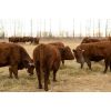 Image 7 : Henrickson Ranching - 7 RBF Heifers (Pen 537-539)
