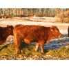 Image 4 : Roen Ranch - 14 Red Heifers (Pen 512)
