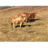 Image 2 : Roen Ranch - 10 TAN Heifers (Pen 511)