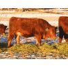 Image 1 : Roen Ranch - 10 TWF Heifers (Pen 519)