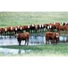 Image 2 : Chomistek Ranch - 21 RWF Heifers (Pen 410-422)