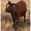 Image 7 : Ron Walton - 14 RWF Heifers (Pen 532-534)