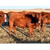 Image 2 : Nolan Bear - 16 Red Heifers (Pen 609-613)