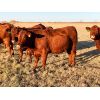 Image 4 : Nolan Bear - 16 Red Heifers (Pen 609-613)