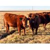 Image 6 : Nolan Bear - 16 Red Heifers (Pen 609-613)