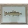 Image 1 : Watercolor by Rhea Metcalf: "Brown Trout" #2364466