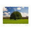 Image 1 : "Powerful symbol of life" Author's lithograph  #2364676
