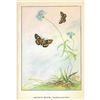 Image 2 : 1920's Leonard's Skipper Butterfly Color Lithograph Print