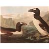 Image 1 : c1946 Audubon Print, #341 Great Auk