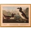 Image 2 : c1946 Audubon Print, #341 Great Auk