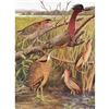 Image 1 : 1936 Pearson Birds, Heron-Bittterns