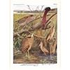 Image 2 : 1936 Pearson Birds, Heron-Bittterns