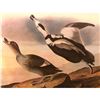 Image 1 : c1946 Audubon Print, # 332 Labrador Duck