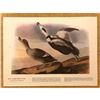 Image 2 : c1946 Audubon Print, # 332 Labrador Duck