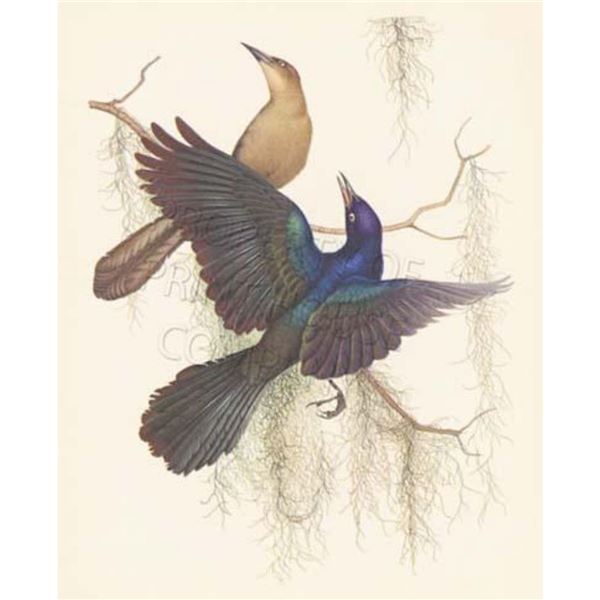 1950 Menaboni Print, Boat-tailed Grackle