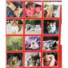 Image 2 : NEW 12 MONTH 2PACK 2022 KITTENS/ CATS CALENDARS