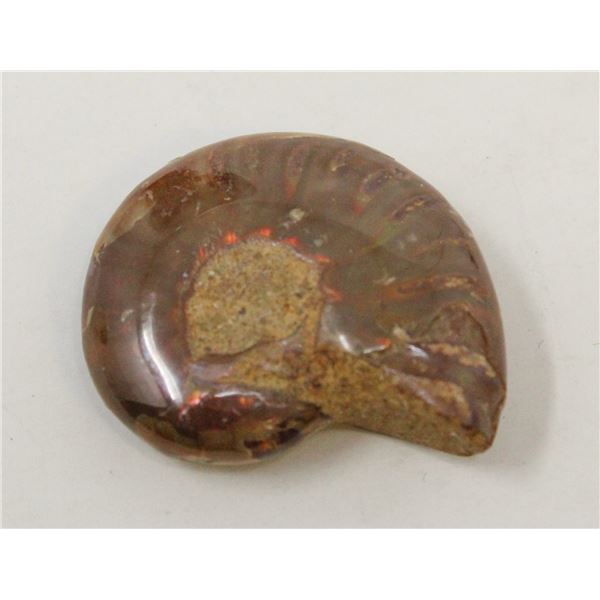 ANCIENT GENUINE AMMONITE FOSSIL