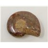 Image 1 : ANCIENT GENUINE AMMONITE FOSSIL