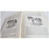 Image 4 : magners standard horse + stock book