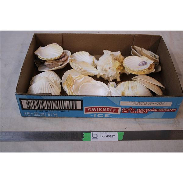 Various Seashells