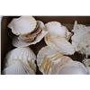 Image 2 : Various Seashells