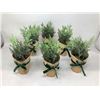 Image 1 : Bee & Willow Kraft Wrapped Greenery (6ct)
