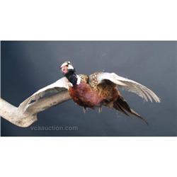 Flying Pheasant Mount
