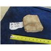 Image 1 : Petrified Wood