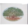 Image 2 : Banyan Tree, Signed by David Warren, Framed & Matted 14" x 18"