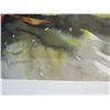 Image 3 : Large Framed Watercolor, Pele Song of Immortality, Signed A.C. Kahekiliuila Lagunero, 28" x 36"
