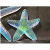 Image 8 : Qty 4 Nohea Gallery Honolulu Star w/ Luminous Colors 3"-6"L