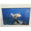 Image 2 : Framed Turtles, 5-Part Photographic Art 38"x9" by One Breath Photography