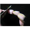 Image 8 : Artificial Rose Bud Flower Lei Necklace by Christina Mackey Namea Hawaii 24"L