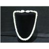 Image 2 : Niihau Shell Lei Necklace w/ Shell Clasp 20"L