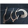 Image 2 : Qty Misc. 3 Deer Antlers & Ram Horn