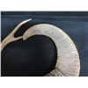 Image 8 : Qty Misc. 3 Deer Antlers & Ram Horn