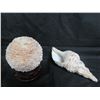 Image 2 : Round Coral on Rosewood Stand  4" Dia  & Seashell 7"L