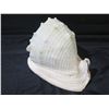 Image 2 : White Natural Conch Seashell 10"L, 7"H