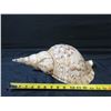 Image 8 : Brown White Natural Tulip Seashell 13"L, 5"H