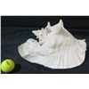 Image 1 : White Natural Conch Seashell 11"L
