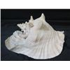 Image 2 : White Natural Conch Seashell 11"L