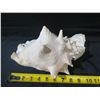 Image 8 : White Natural Conch Seashell 11"L