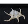 Image 2 : White Brown Natural Seashell (Spider Conch) 9"L x 3"H